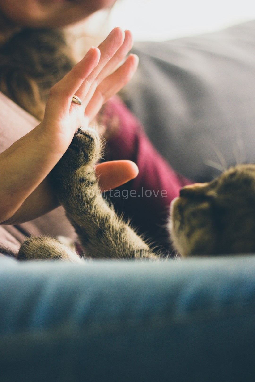 Pet Detail