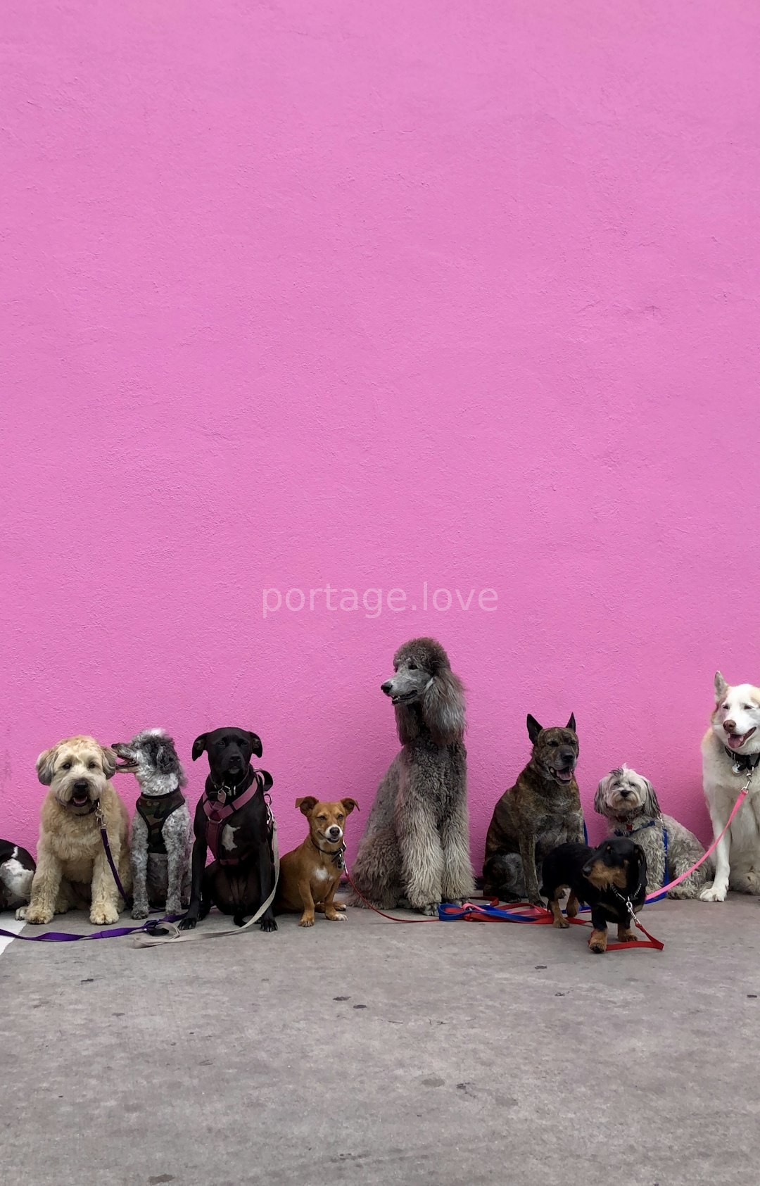 Senior Dog