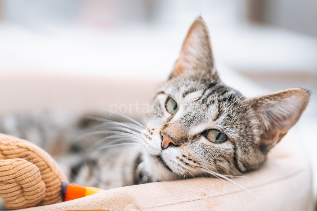 Kitten